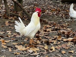 Kohút Leghorn