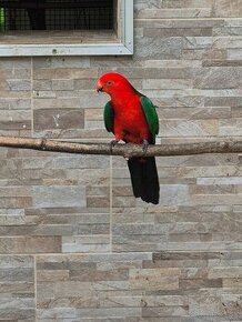 Papagaj kráľovský