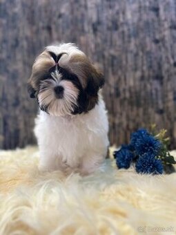 Shih tzu s PP /shi-tzu / shi tzu