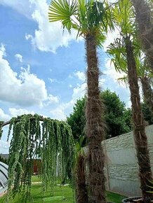Krásna palma Trachycarpus fortunei, výška kmeňu 3-3,5m