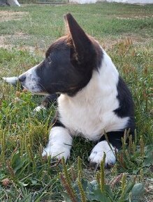 Poslední volný pejsek welsh corgi cardigan s PP - 1