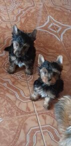 Yorkshire terrier  napredaj