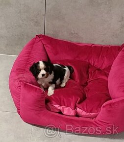 Cavalier King Charles Spaniel FCI s PP