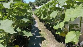 Paulownia v kontejneroch.shan tog .