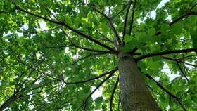 Cisarsky strom Paulownia a Aloe vera