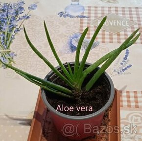 Bylinky (aloe vera, nádchovník, migrénovník)