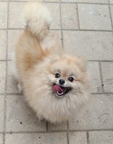 Pomeranian Fenka s PP FCI