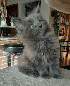 Maine coon