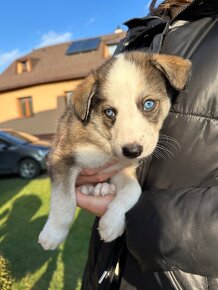 Šteniatko krížené s husky