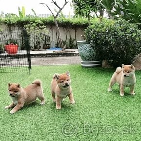 Shiba inu - 1