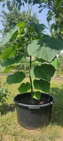 Paulownia Tomentosa - 3 ročná