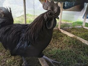 Ayam cemani 3+1