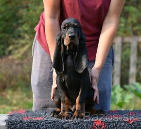 Black and Tan Coonhound - 1