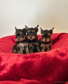 Yorkshire terrier s PP, york