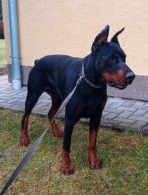 Doberman krytie - 1