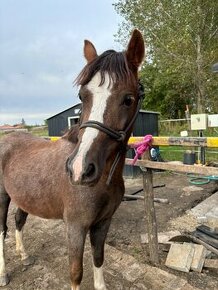 Pony kobyla na predaj