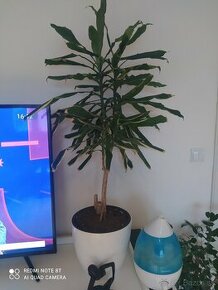 Dracena vysoká 98cm