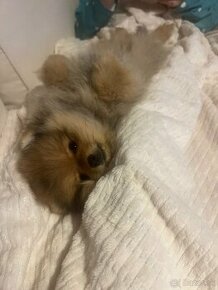 Pomeranian