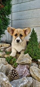 Welsh Corgi Pembroke s pp