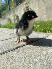 Kuriatka Maranska čierna medenokrká