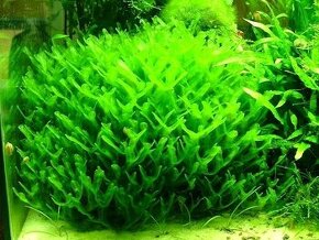 akva rastlina Monosolenium tenerum / monosolenium krehké