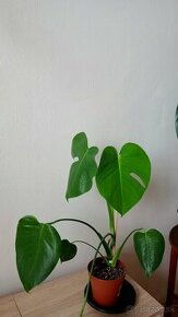 Monstera Deliciosa