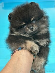 Pomeranian. Chlapec 3mes