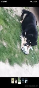 surne darujem Rottweiler/Husky/Shiba Inu rotvajlera