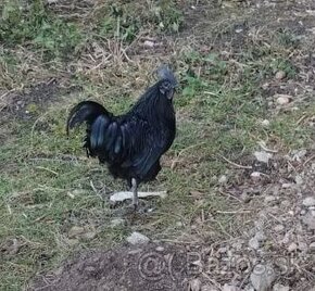 Kohut Ayam cemani