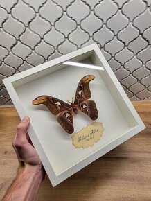 Attacus Atlas (Martináč)