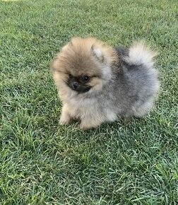 Pomeranian