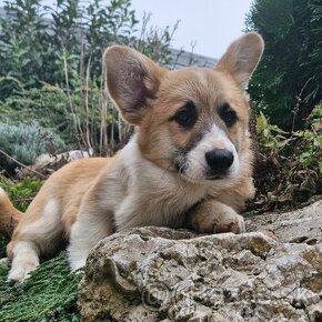 Welsh Corgi Pembroke s pp