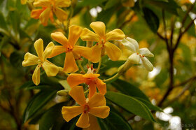 Hymenosporum flavum