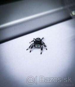 Predám Phidippus regius (Skákavka kráľovská)