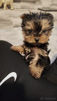 Yorkshire terrier