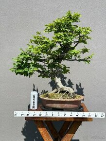 Bonsai Hrab / Carpinus betulus