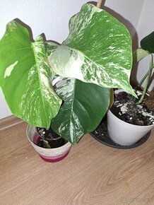 Monstera albo