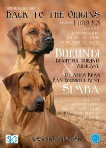 Rhodesian Ridgeback / Rhodesky Ridgeback