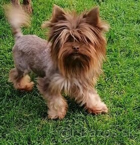 Yorkshire terrier chocolate mini s pp