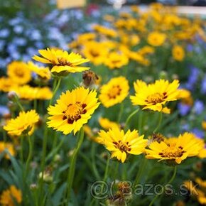 Coreopsis - krásnoočko