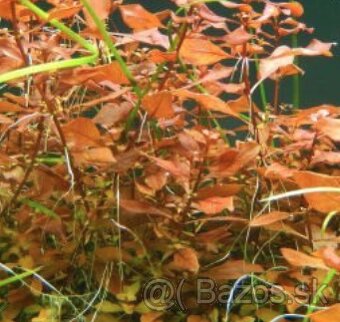 Ludwigia repens