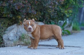 American bully s PP Pocket