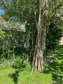 Bambusové rastliny a bambusové tyče