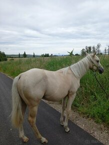 Appaloosa