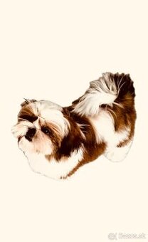 Shihtzu s PP