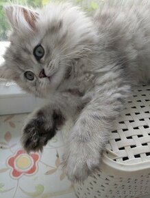 Predám nádherné mačiatka perzska cincila