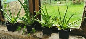 Aloe vera rastlina