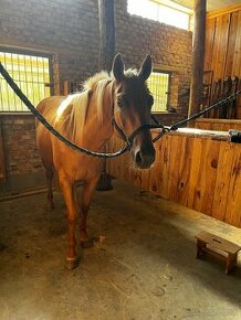 QH kobyla palomino