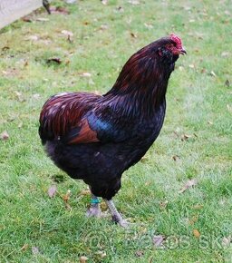 Araukana/Araucana divokosfarbená