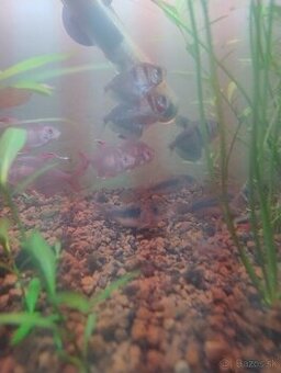 Corydoras